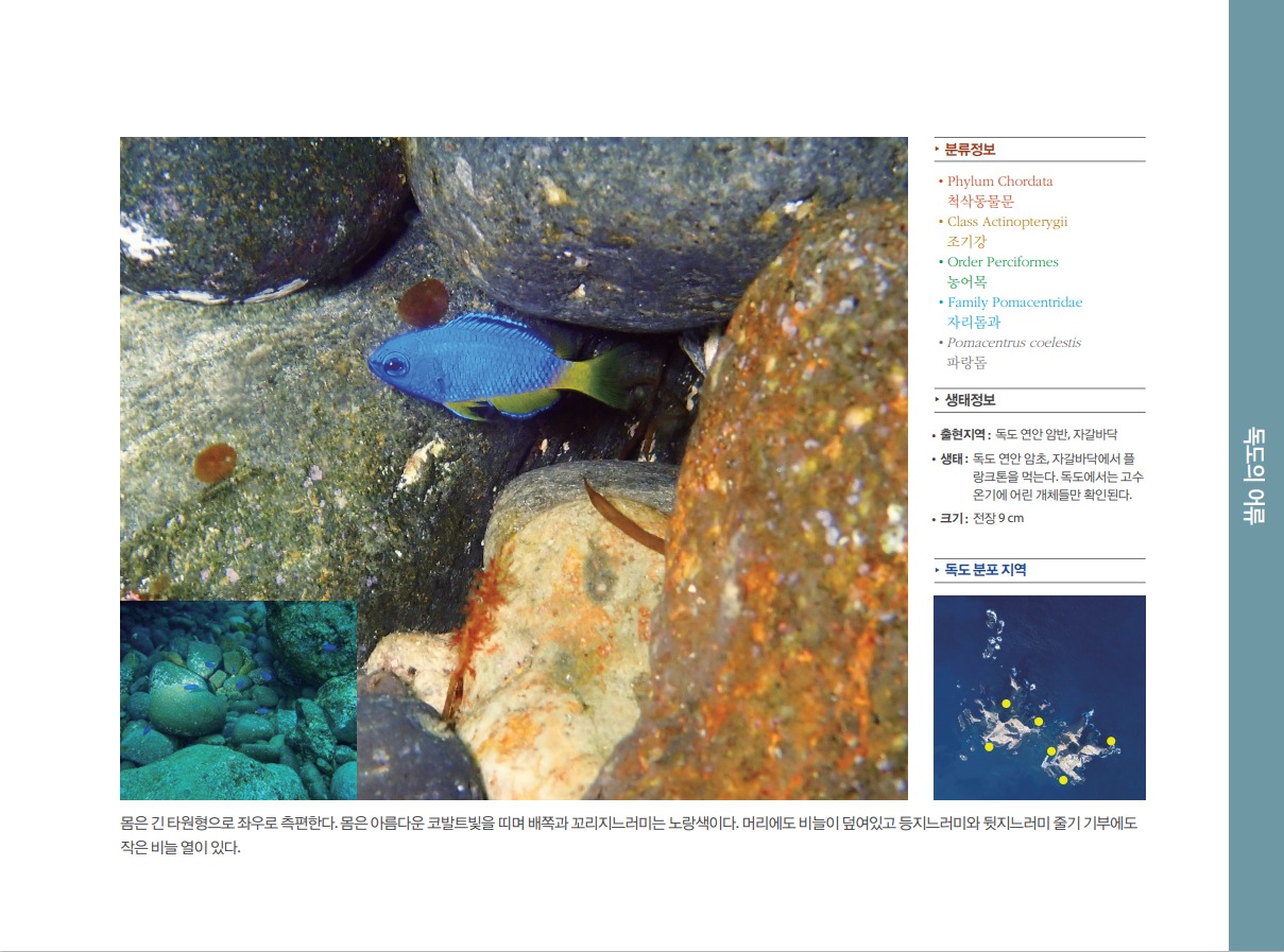 파랑돔 정보